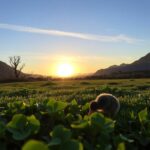 Scientific Reasons for New Zealands Ban on Snake Breeding and Ecosystem Protection Strategies