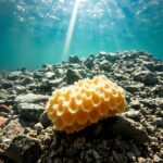 Oxygen Revolution of Sponges The Secret of Earths Change 800 Million Years Ago